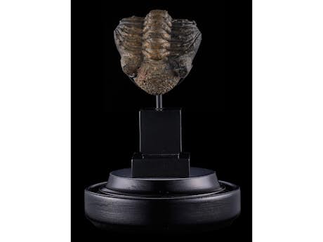 Kleine Skulptur mit Trilobit (Extinct Arthrobod)